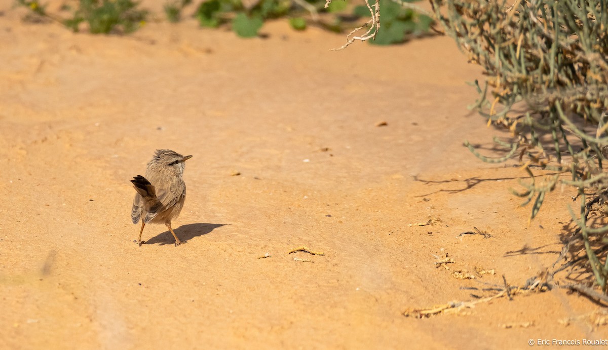 Scrub Warbler - ML191230221