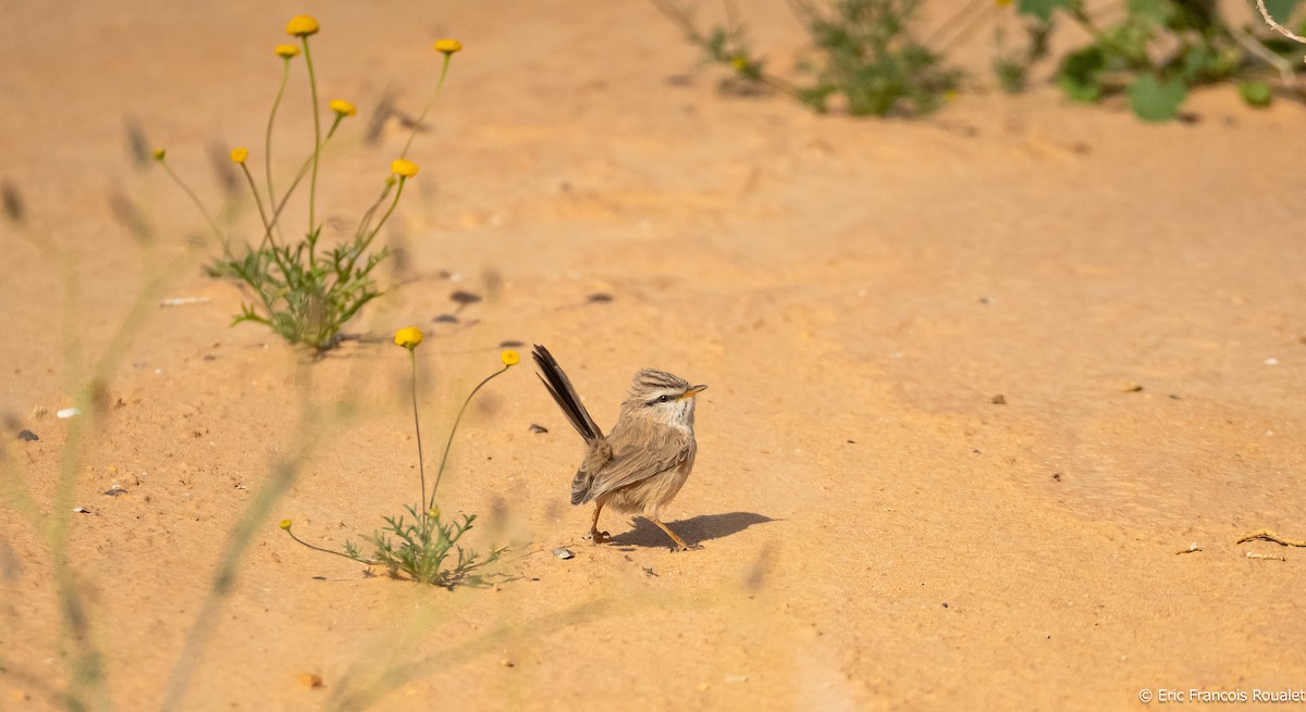 Scrub Warbler - ML191230231