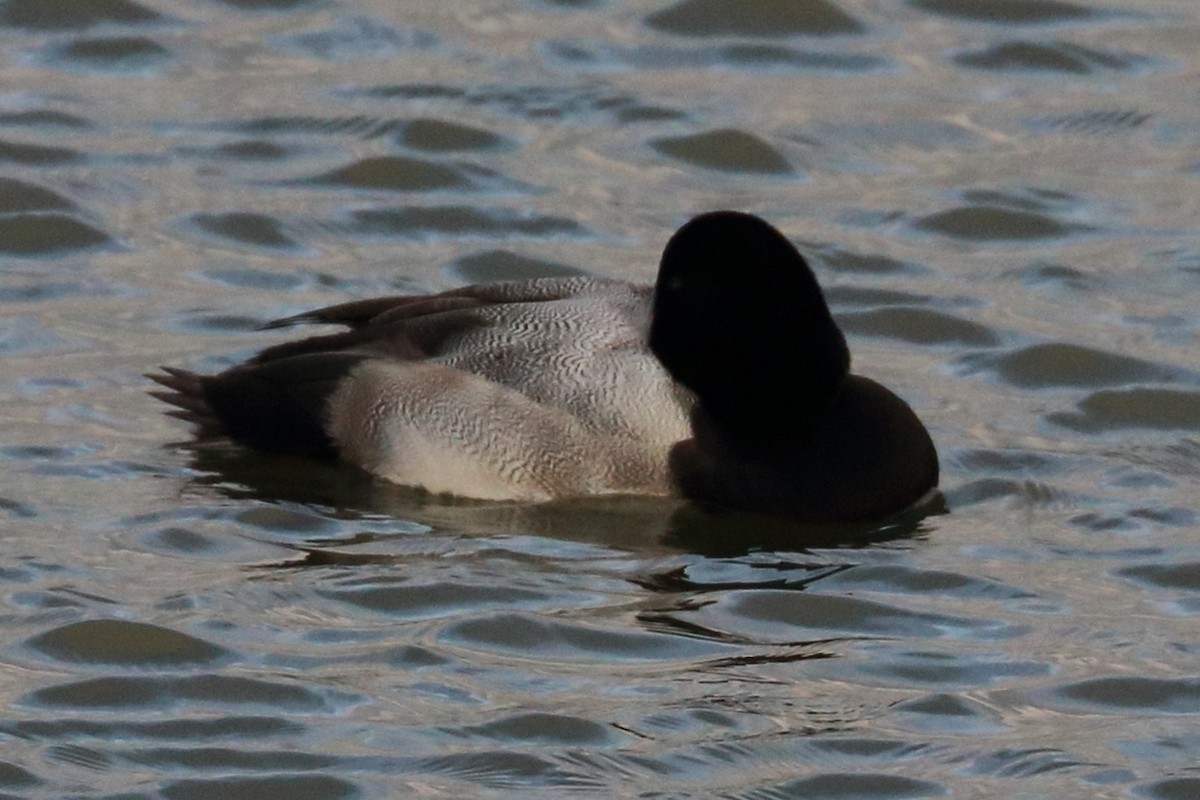 Greater Scaup - ML191231651