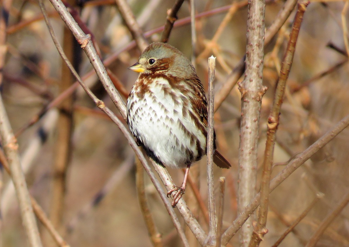 Fox Sparrow (Red) - ML191231881