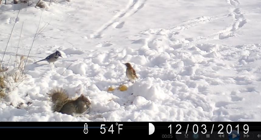 Brown Thrasher - ML191233381