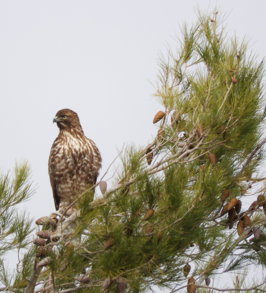 Red-tailed Hawk - ML191235151