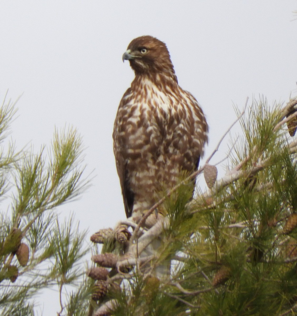 Red-tailed Hawk - ML191235181