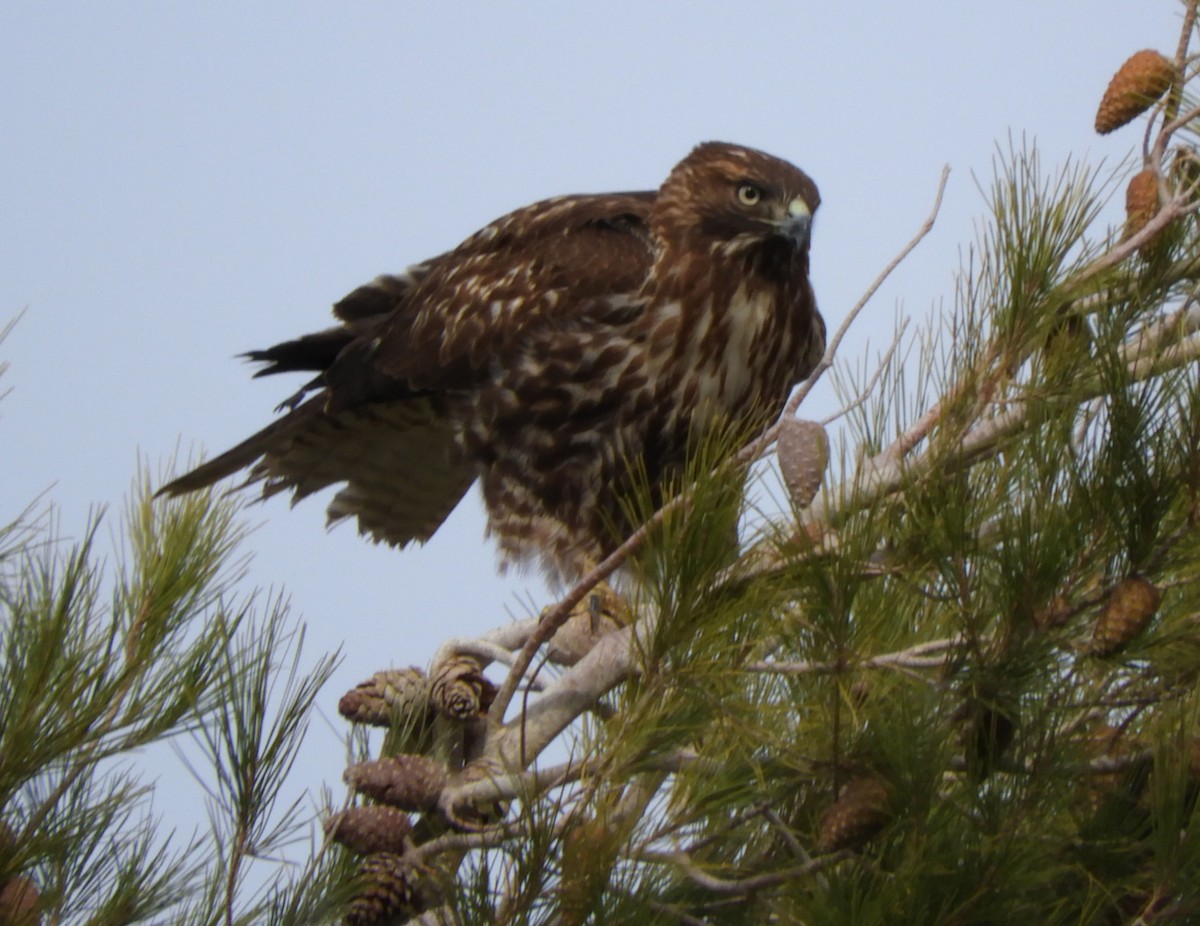 Red-tailed Hawk - ML191236181
