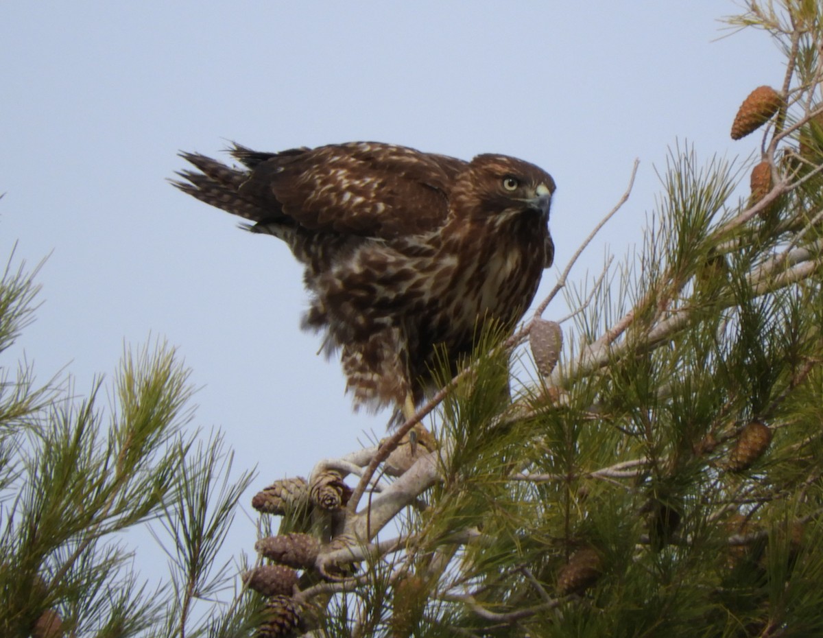Red-tailed Hawk - ML191236221