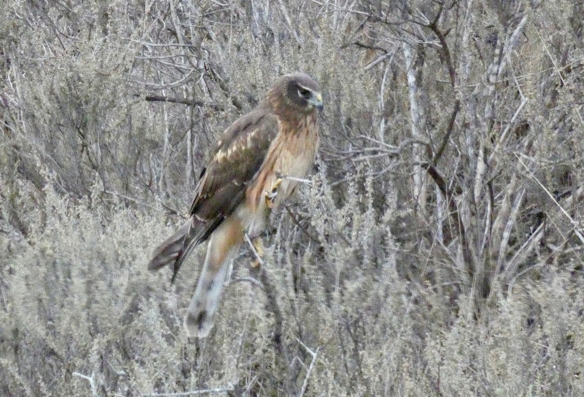 Northern Harrier - ML191238111