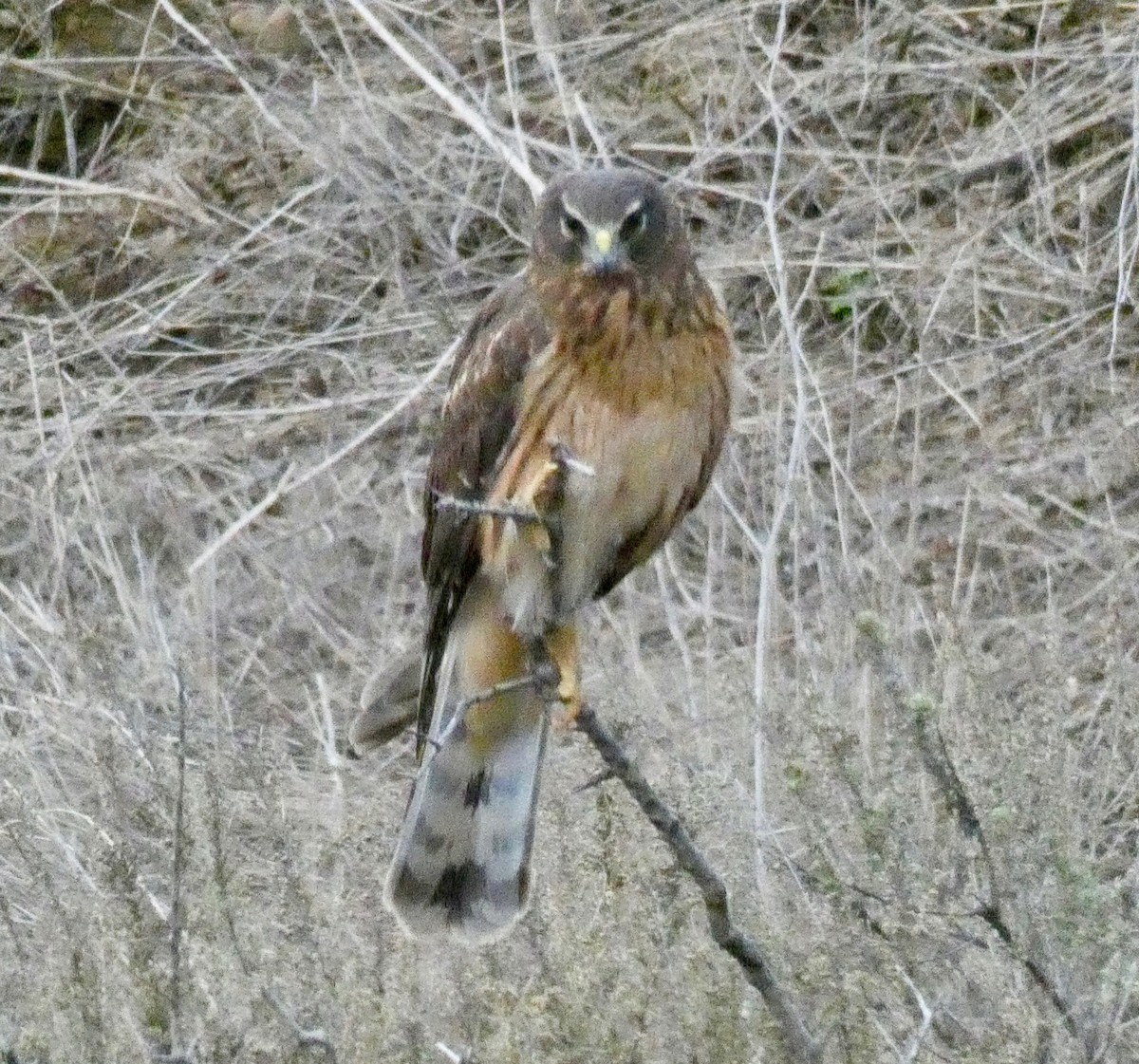 Northern Harrier - ML191238151