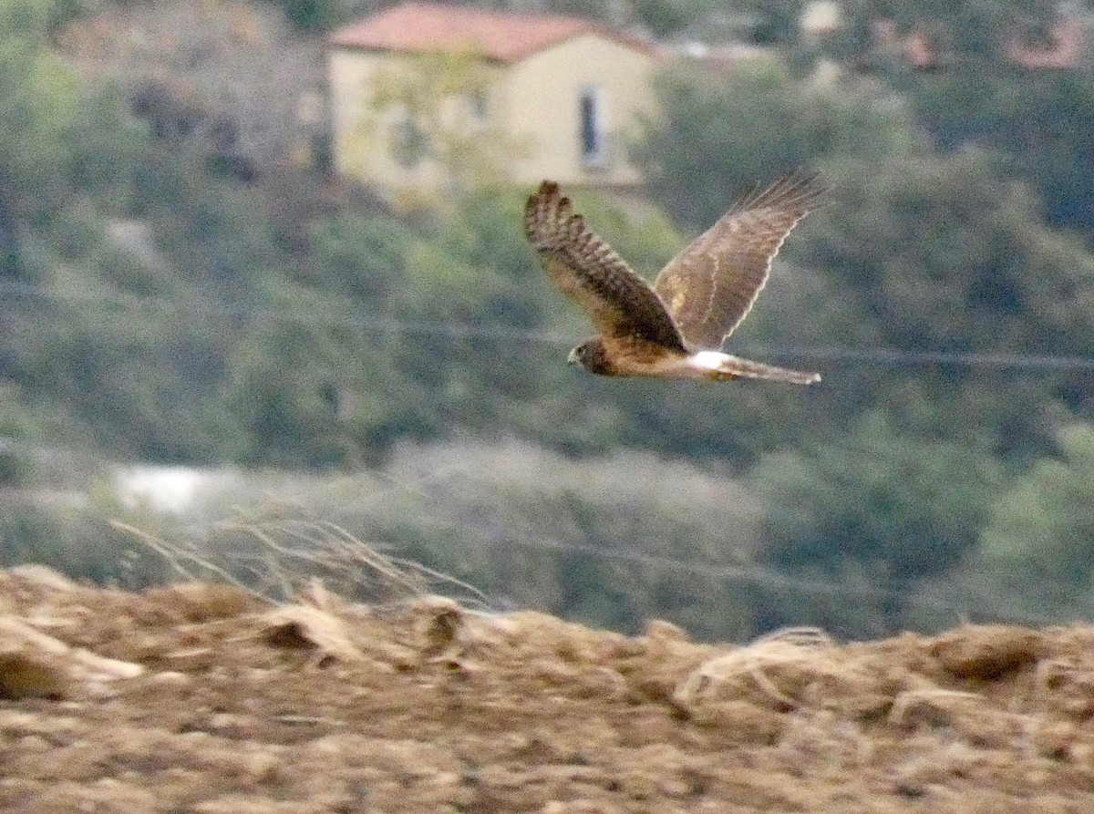 Northern Harrier - ML191238201