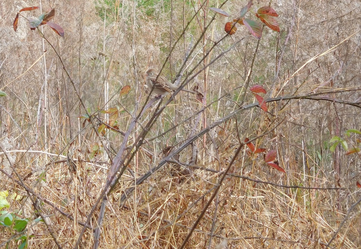 Field Sparrow - ML191240741
