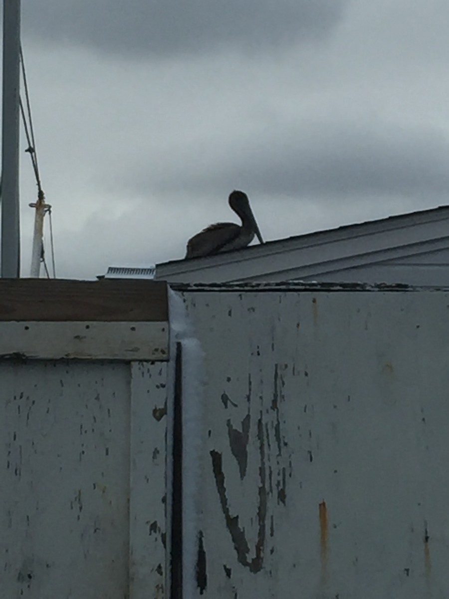 Brown Pelican (Atlantic) - ML191245341