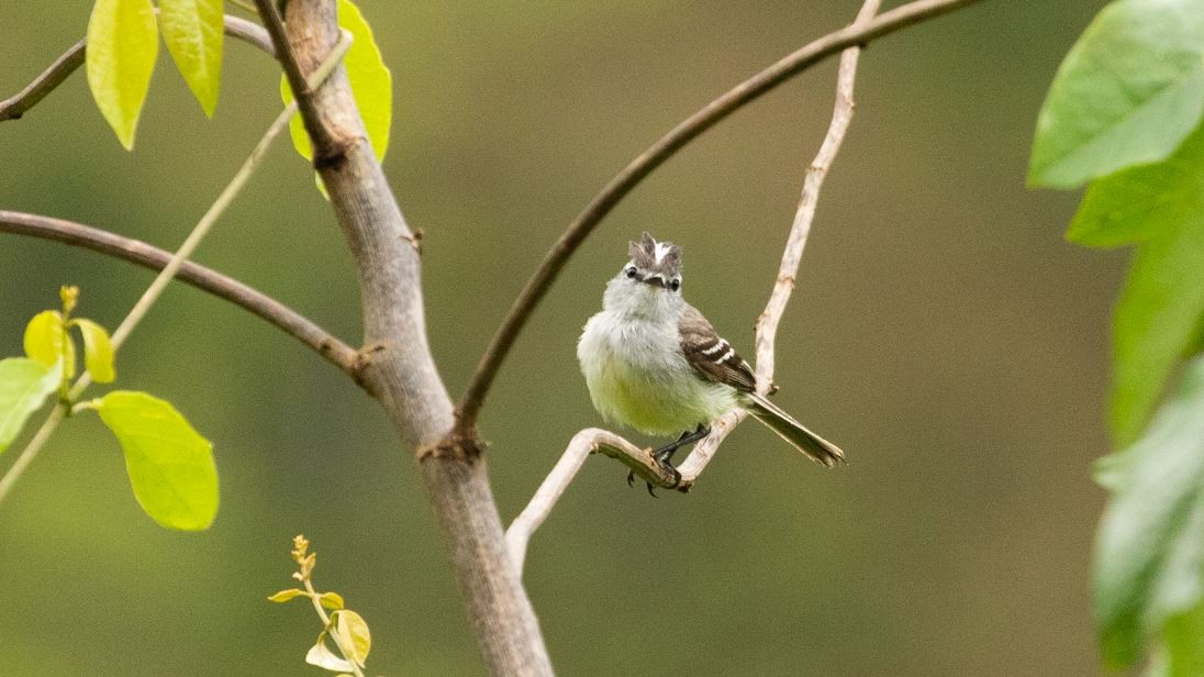 White-crested Tyrannulet (Sulphur-bellied) - ML191245931