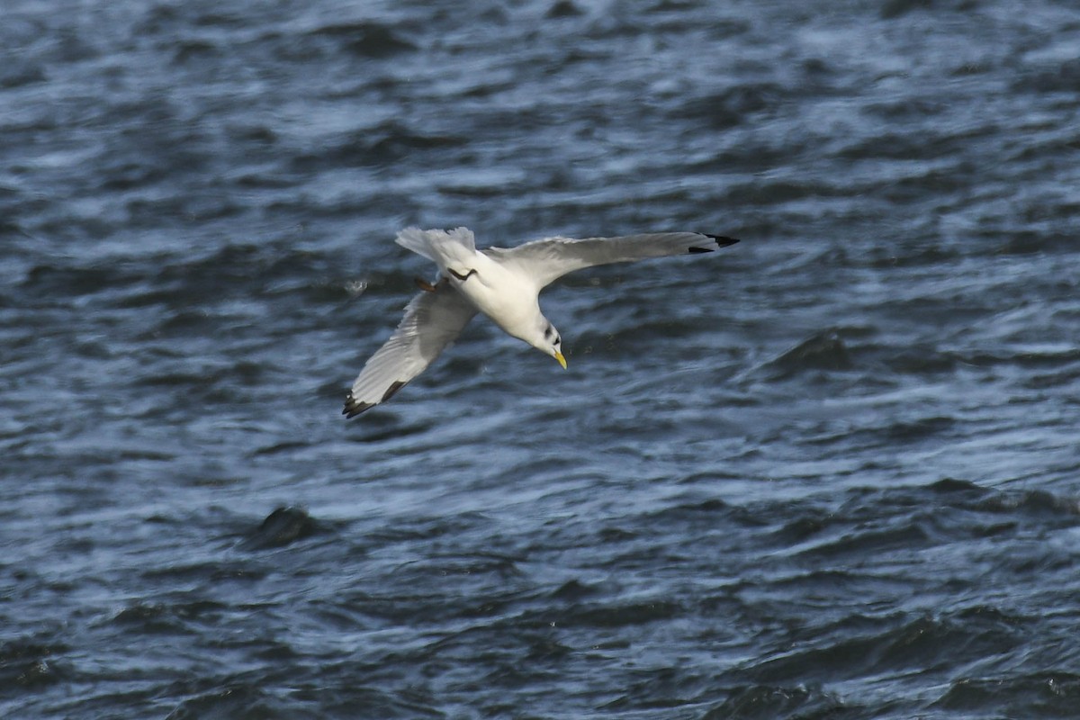 Mouette tridactyle - ML191247111