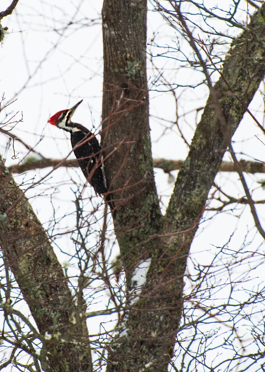 Pileated Woodpecker - ML191251121