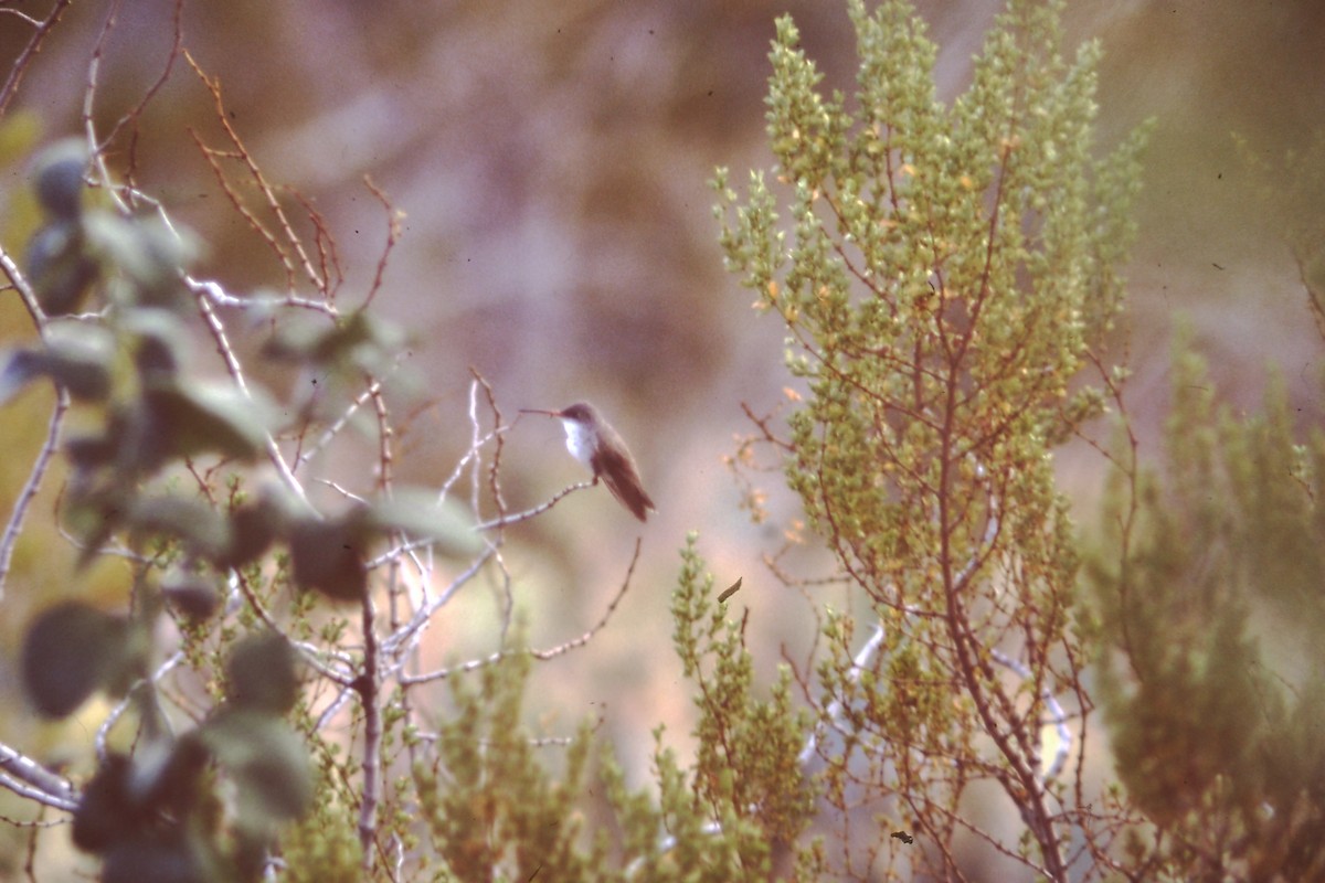 Violet-crowned Hummingbird - ML191252711