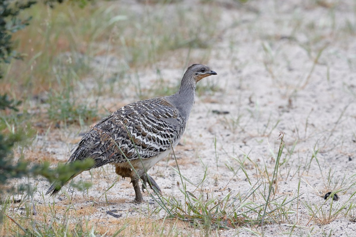 Malleefowl - ML191253001