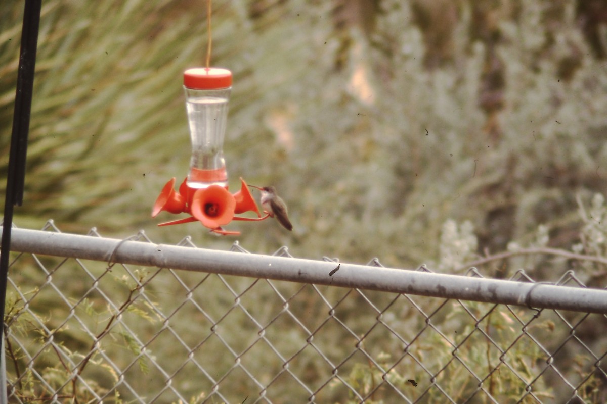 Violet-crowned Hummingbird - ML191253401