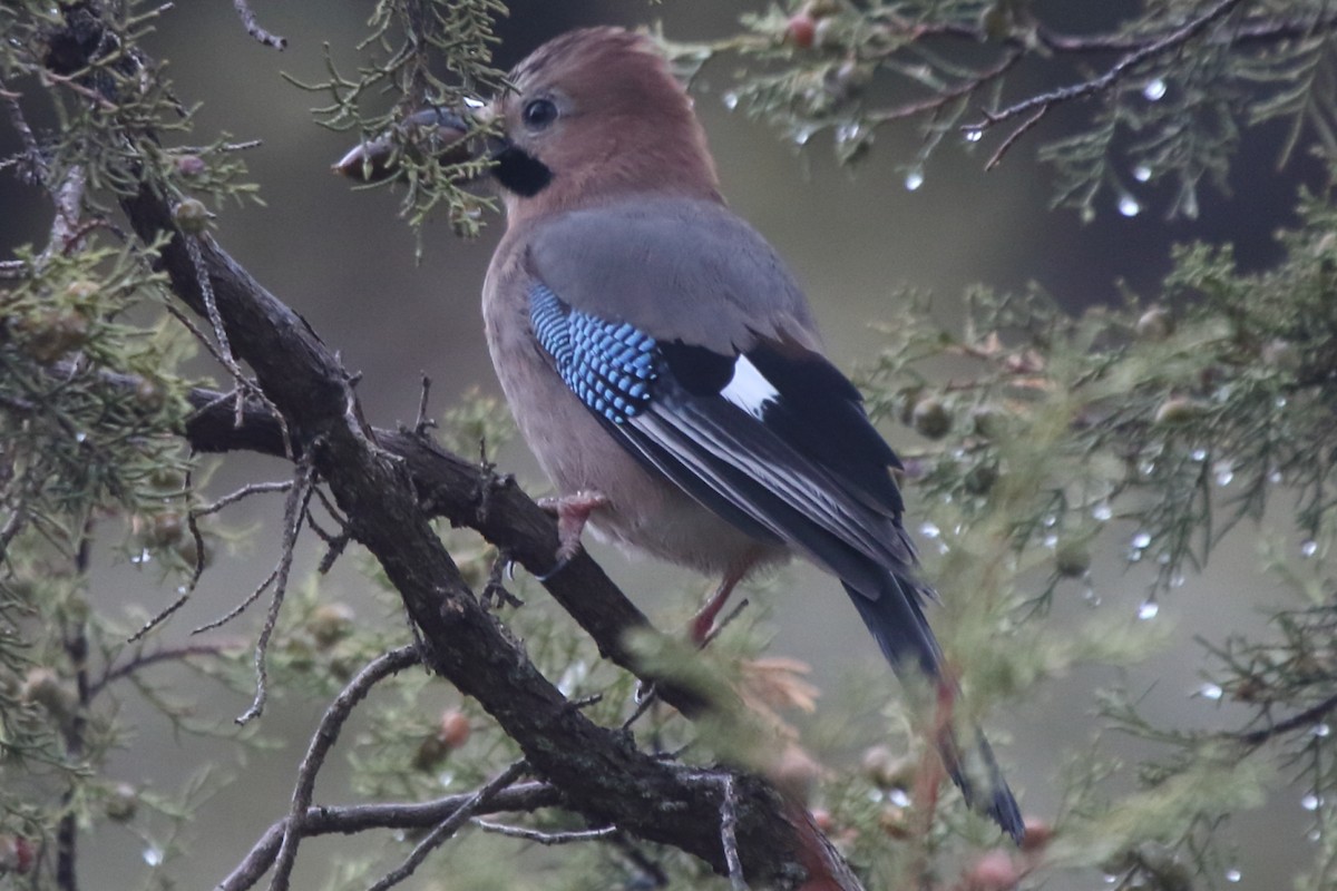 Eurasian Jay (Black-crowned) - ML191254401