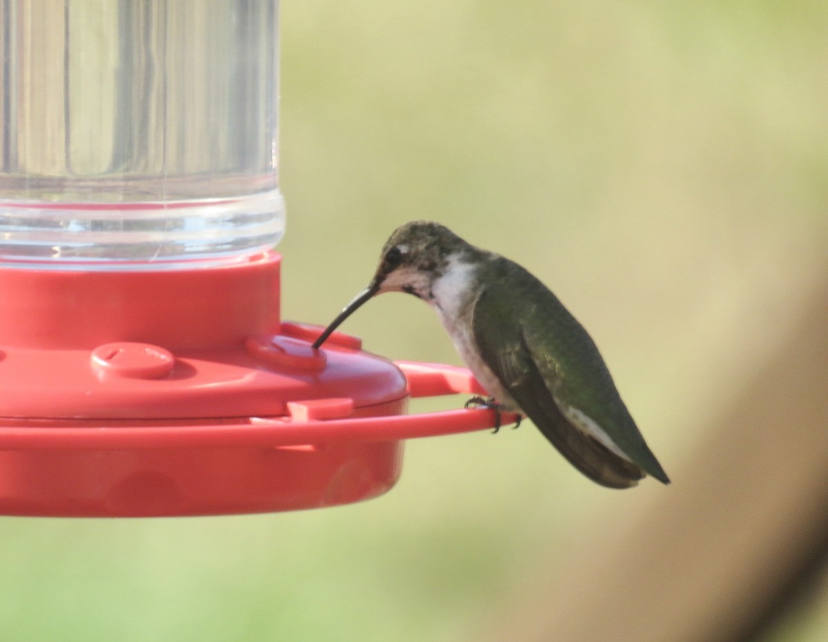 Black-chinned Hummingbird - ML191254941
