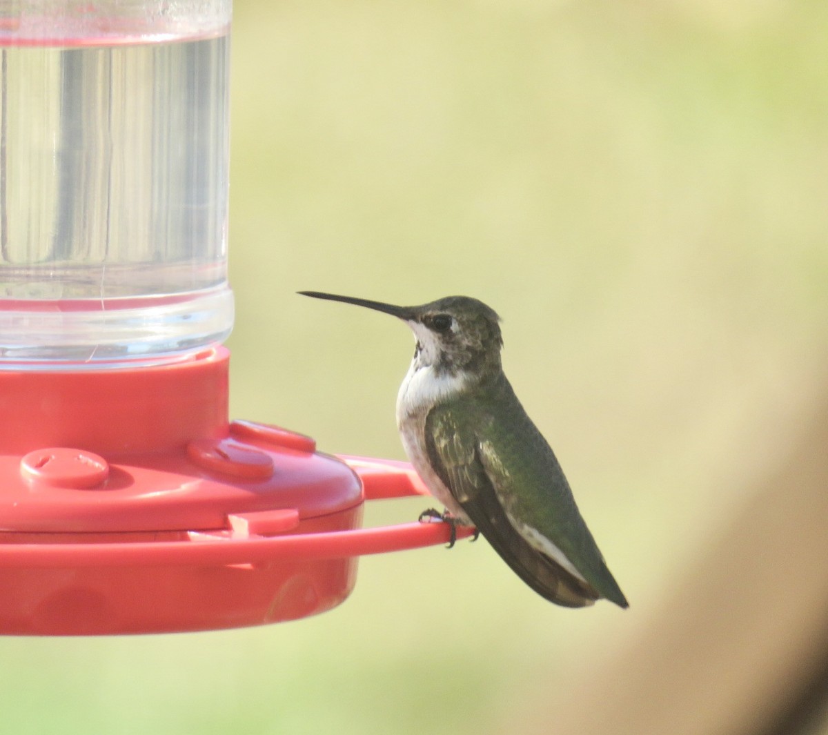 Black-chinned Hummingbird - ML191254951
