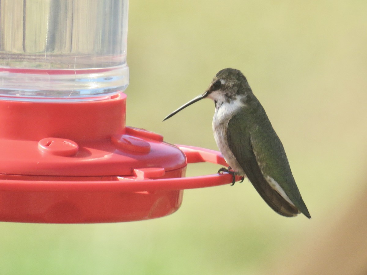 Black-chinned Hummingbird - ML191254971