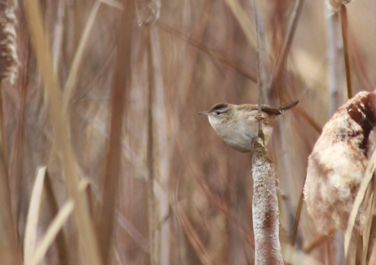 Marsh Wren - ML191256011