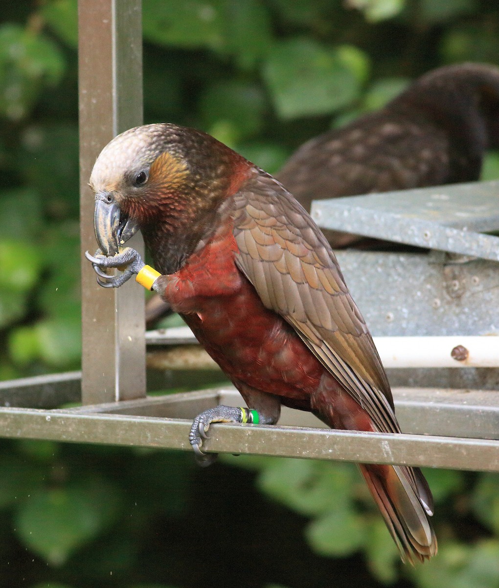 New Zealand Kaka - John Mercer