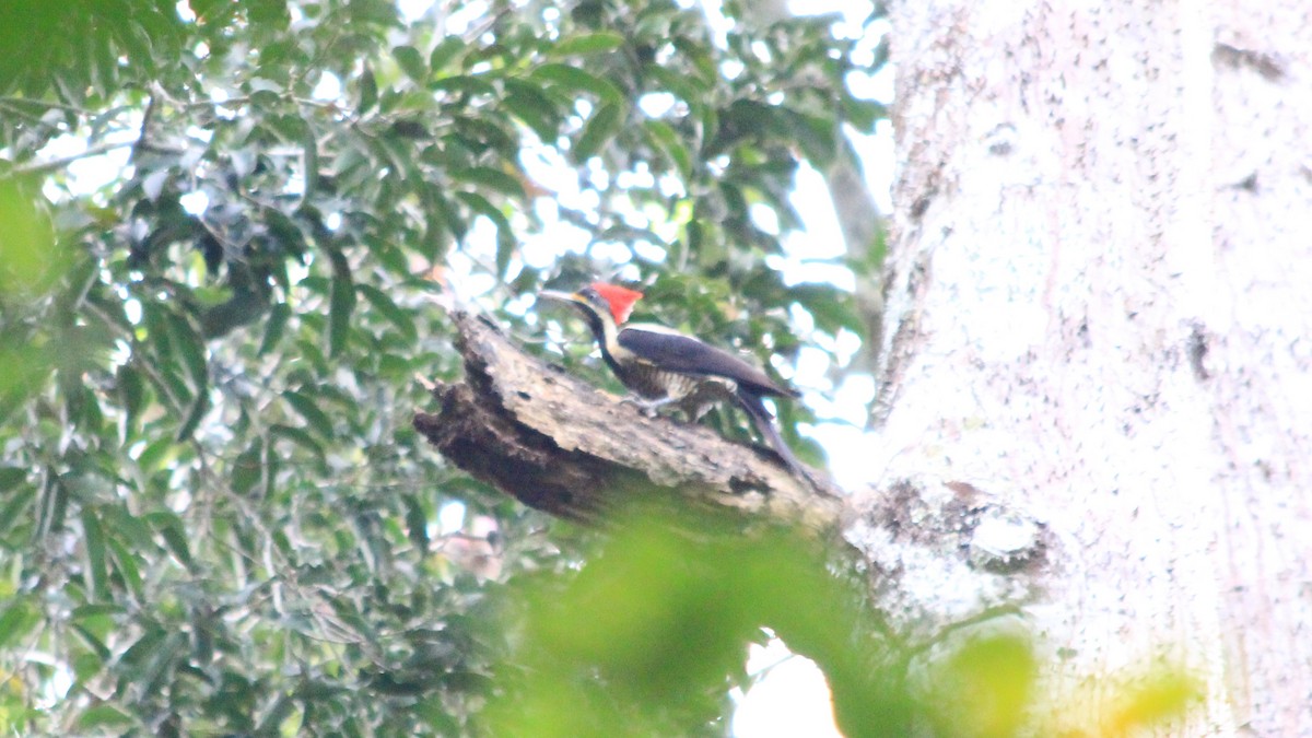 Crimson-crested Woodpecker - ML191258071