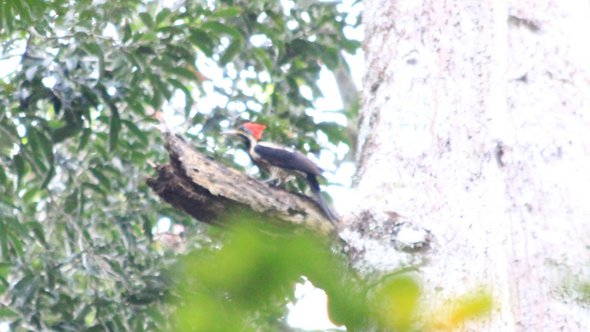 Crimson-crested Woodpecker - ML191258081