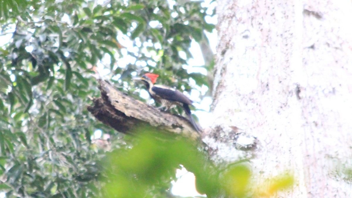 Crimson-crested Woodpecker - Anonymous