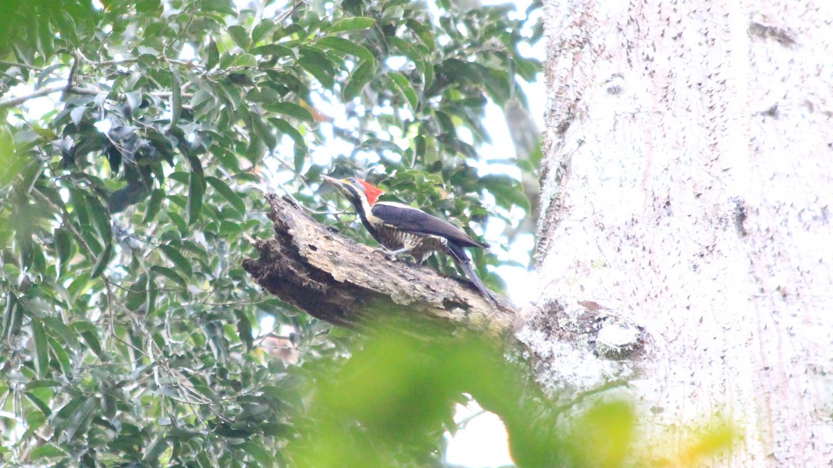 Crimson-crested Woodpecker - ML191258101