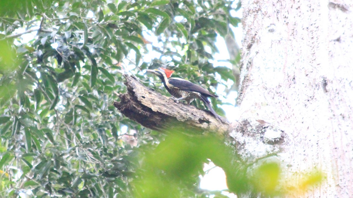 Crimson-crested Woodpecker - ML191258111