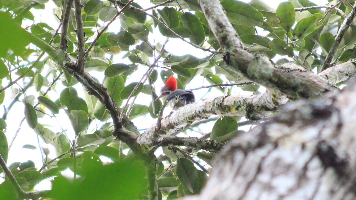 Crimson-crested Woodpecker - ML191258131