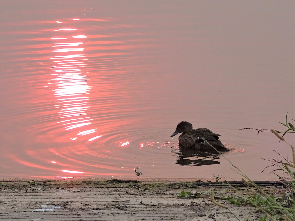 Chestnut Teal - ML191258271