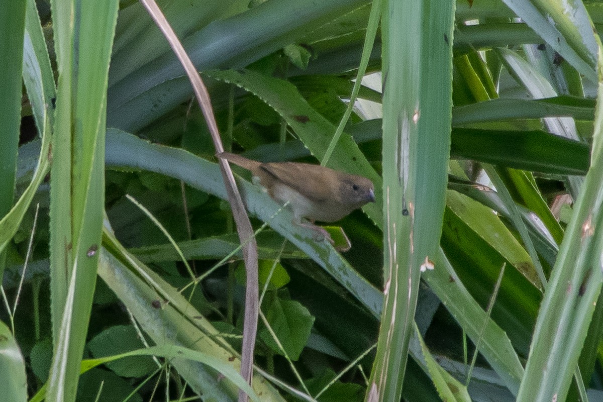 Black-faced Grassquit - ML191258691