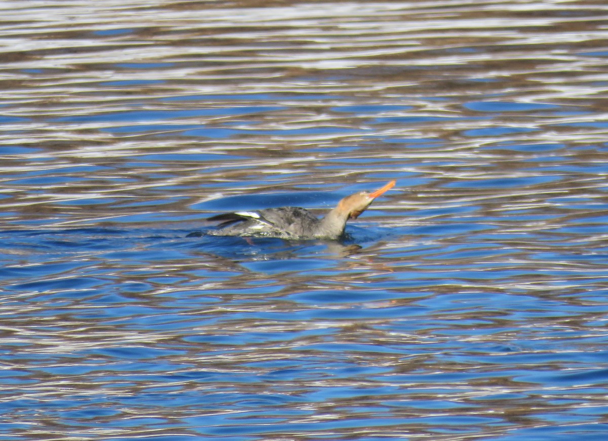 Red-breasted Merganser - ML191259781