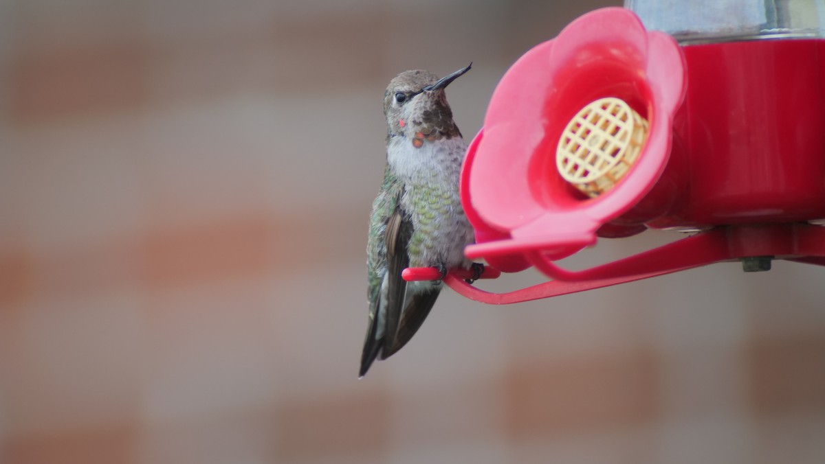 Anna's Hummingbird - ML191260091