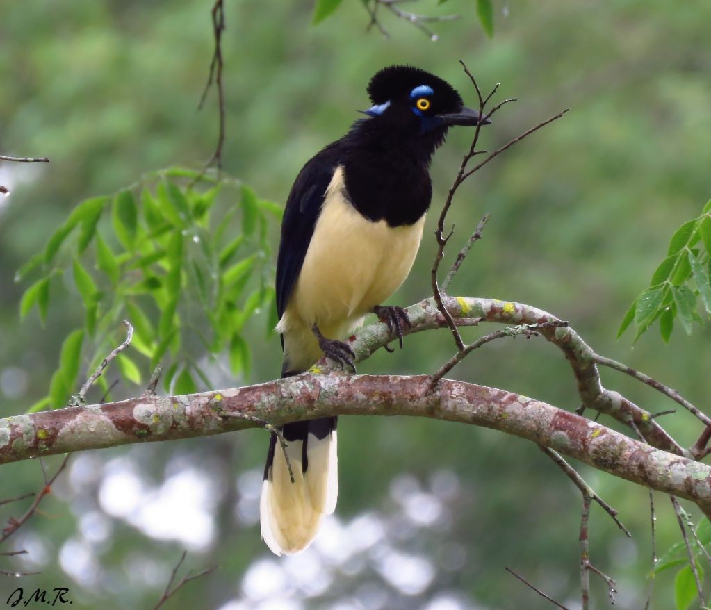 Plush-crested Jay - ML191260251