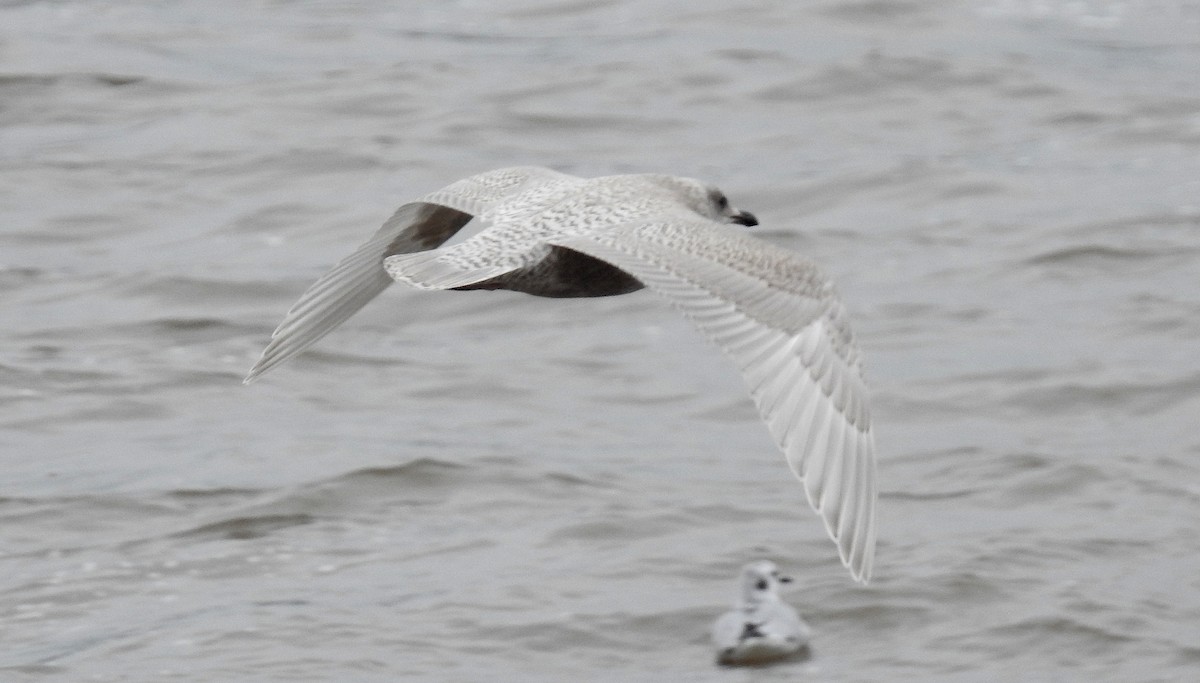 Iceland Gull - shelley seidman