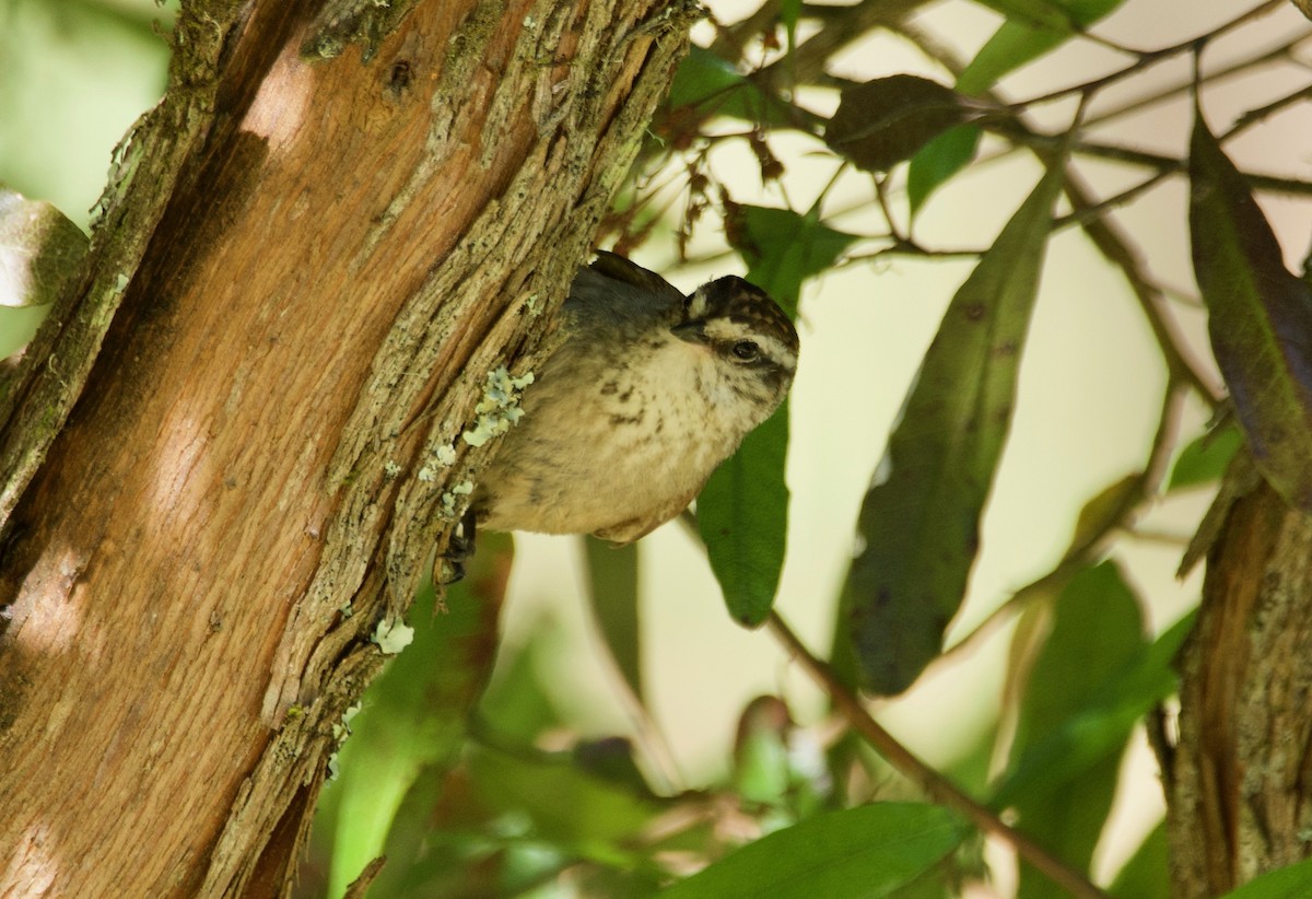 Plain-mantled Tit-Spinetail (aegithaloides) - ML191265801