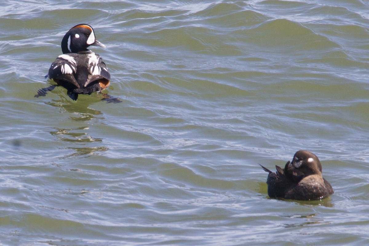 Harlequin Duck - ML191266051