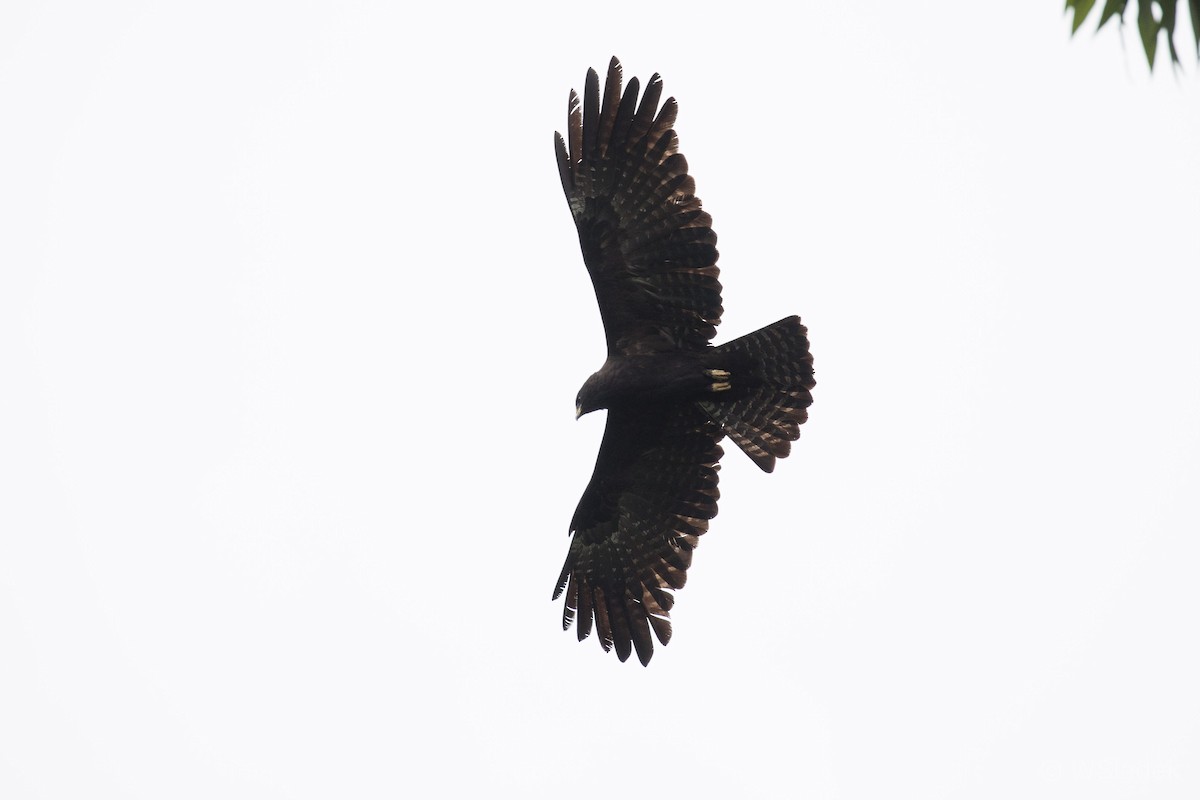 Black Eagle - Wayne Sladek
