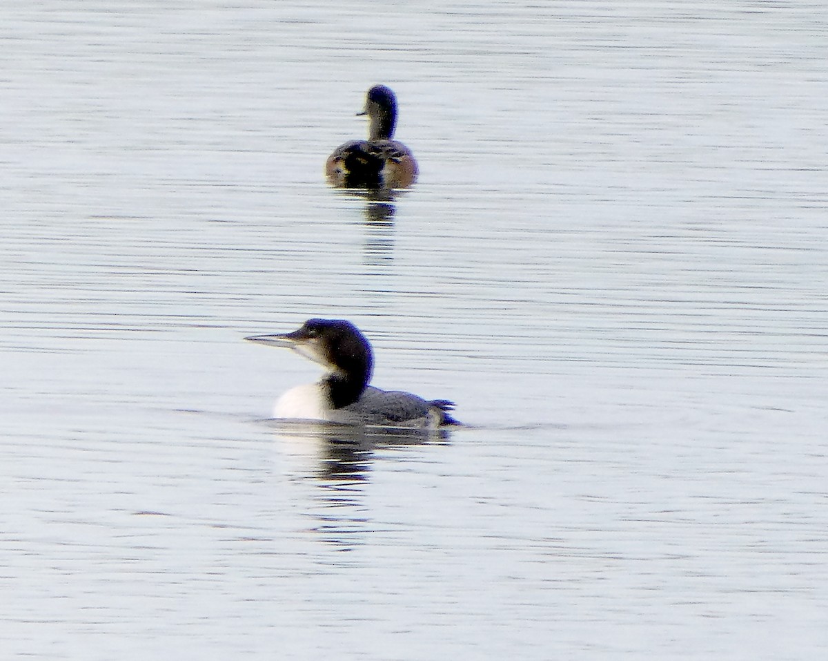 Common Loon - ML191266311