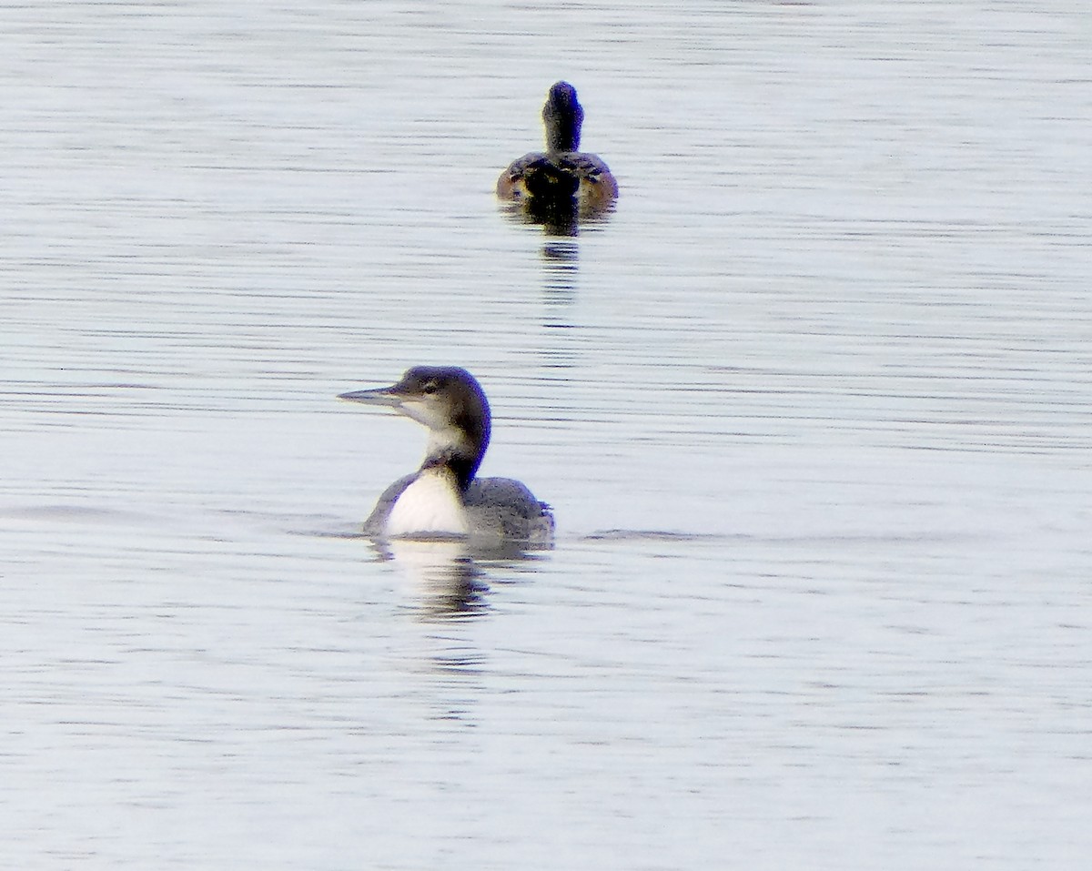 Common Loon - ML191266321