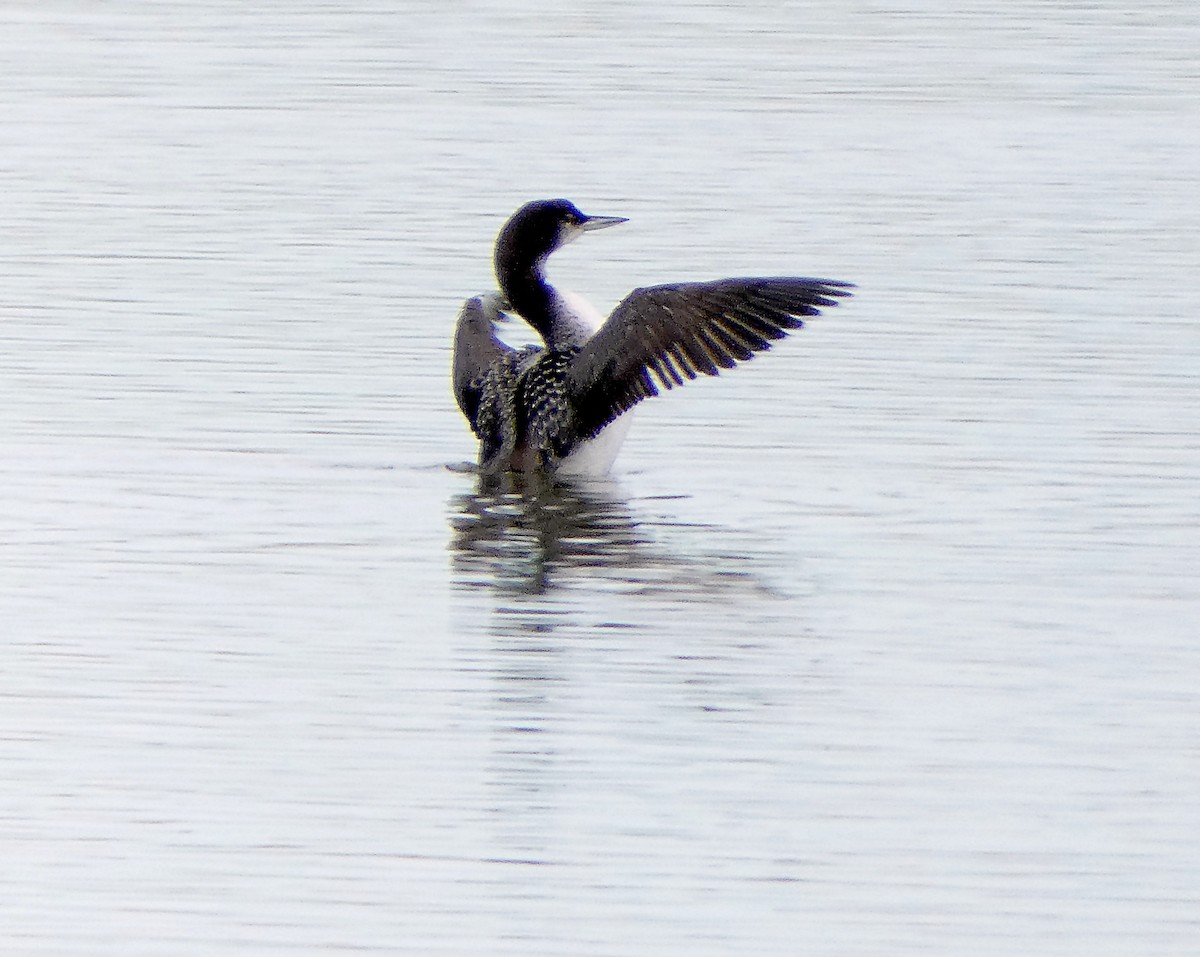 Common Loon - ML191266351