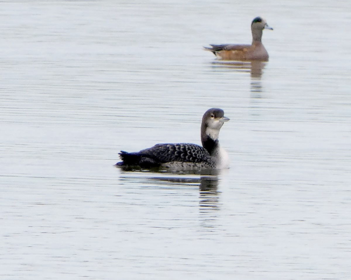 Common Loon - ML191266371