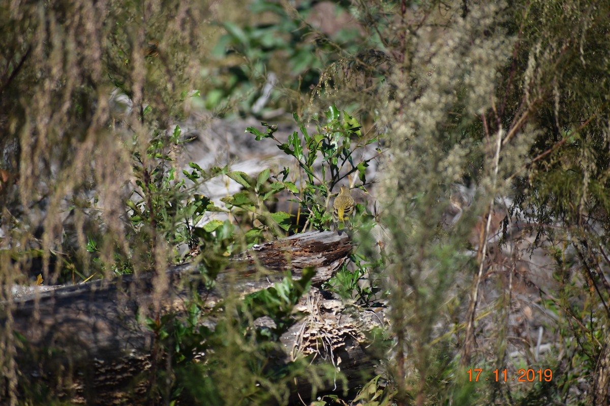 Palm Warbler (Yellow) - ML191266701