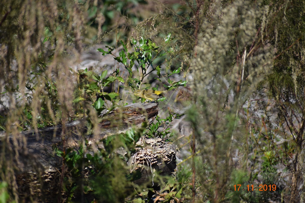 Palm Warbler (Yellow) - ML191266711