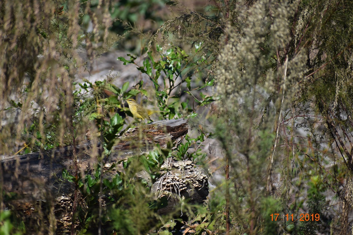 Palm Warbler (Yellow) - ML191266821