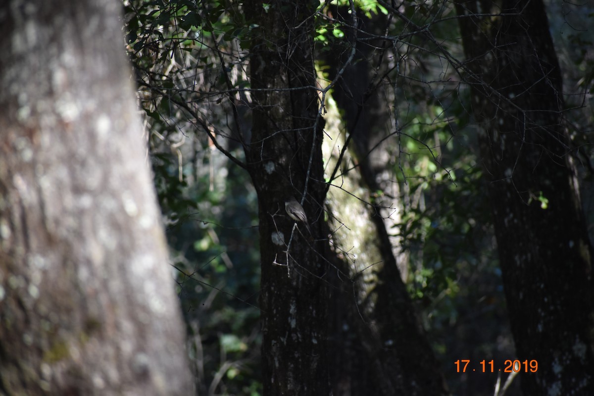 Eastern Phoebe - ML191266831