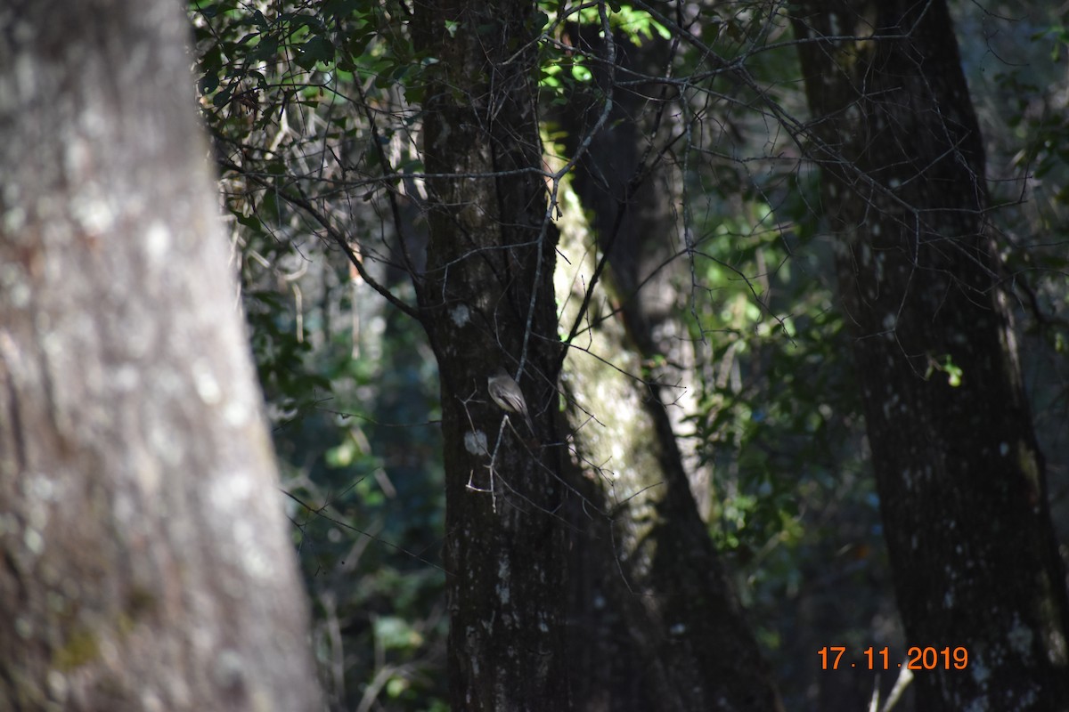 Eastern Phoebe - ML191266871